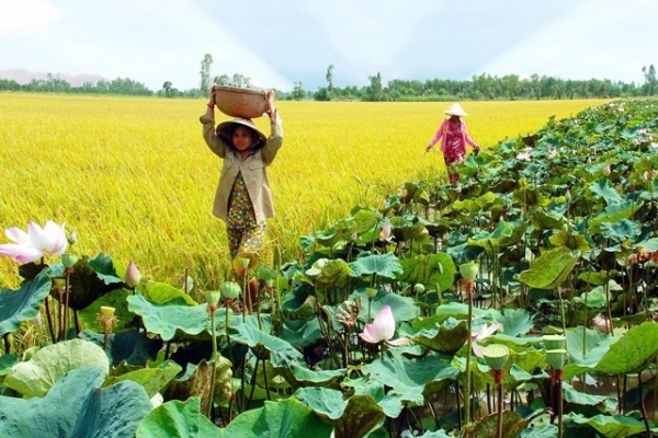 Trồng sen cho người nông dân lợi nhuận trên 100 triệu đồng mỗi ha  Kinh  doanh  Vietnam VietnamPlus