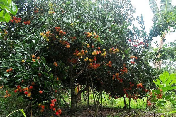 Củ Chi: Có thương hiệu du lịch, các vườn cây ăn trái thu hút khách