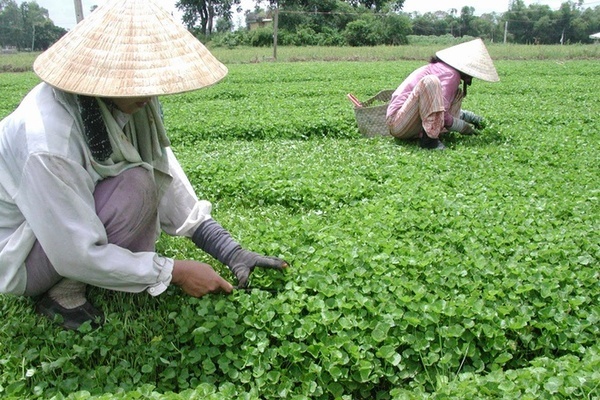 Trồng rau má dại, nông dân Nghệ An cải thiện thu nhập