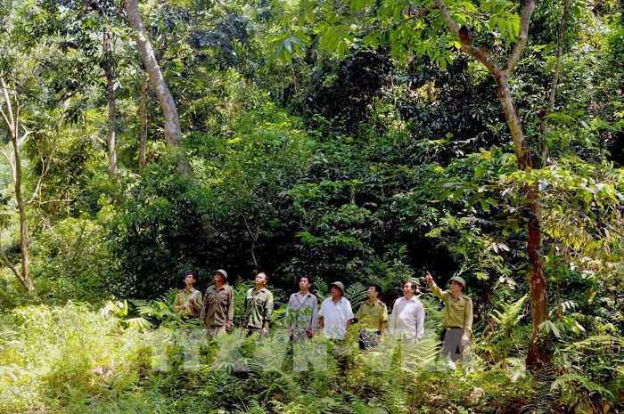 Natural forest closure helps restoration efforts