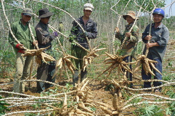 Giống sắn mới giúp nông dân Đức Bình Đông tăng thu nhập