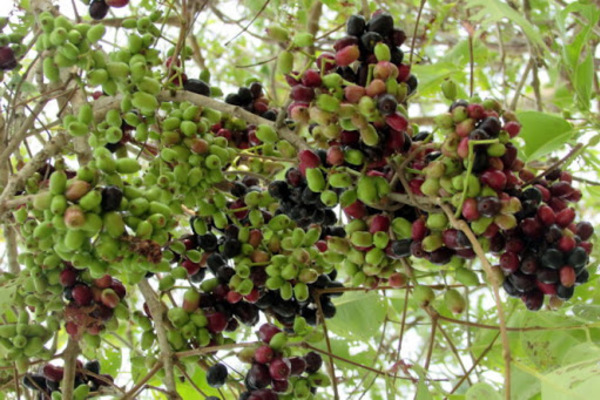 Về miền Tây thưởng thức trái rừng màu tím có vị ngọt xen lẫn chua, chát -  Vĩnh Long Online