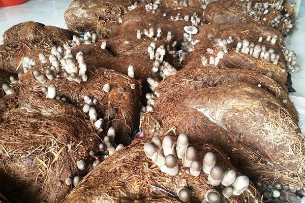 Tổ hợp tác trồng nấm: Điểm tựa cho người dân làm giàu