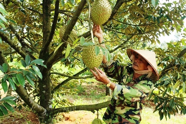 Trồng sầu riêng mang lại hiệu quả kinh tế cao