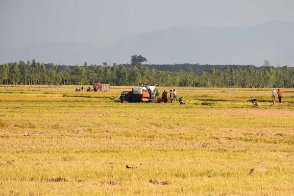 Vào nông hội được chia sẻ kinh nghiệm sản xuất lúa nước