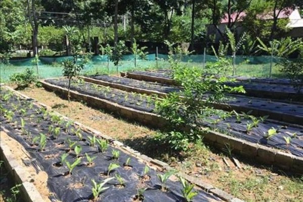 Lợi ích kép từ trồng ngải đen