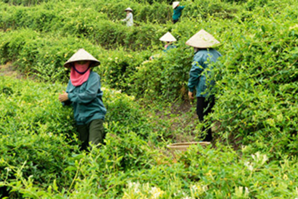 Ba Chẽ nâng cao đời sống của người dân nhờ trồng dược liệu sạch