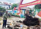 Chặt cây cổ thụ đang tươi tốt, trường học ở Nghệ An bị kiểm điểm
