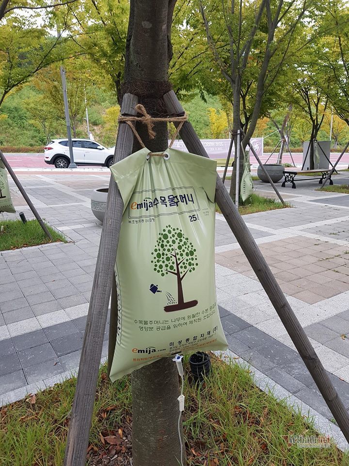 Xem cách Hàn Quốc bảo vệ và chăm sóc cây xanh