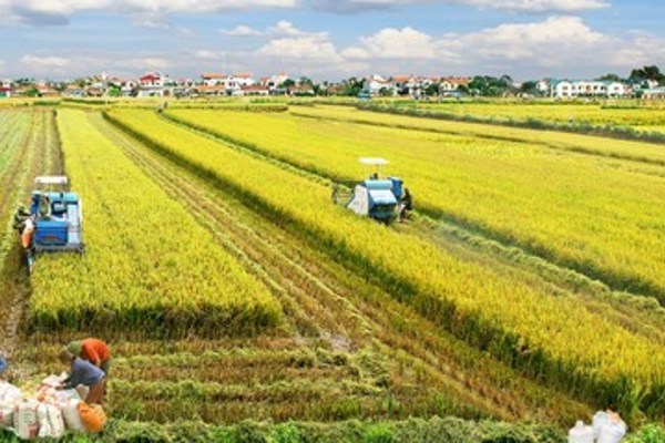 Tham gia “Cánh đồng lớn”, nông dân không chỉ đủ ăn mà còn sớm làm giàu