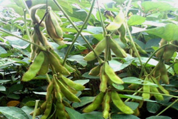 Phấn khởi vì cây đậu tương giống mới cho thu nhập cao