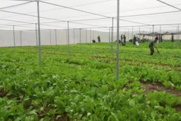 Thị xã Ba Đồn: Mô hình liên kết theo chuỗi giá trị giúp tăng thu nhập