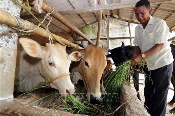 NHCSXH tiếp tục đáp ứng nhu cầu vốn phục vụ sản xuất cho các đối tượng chính sách