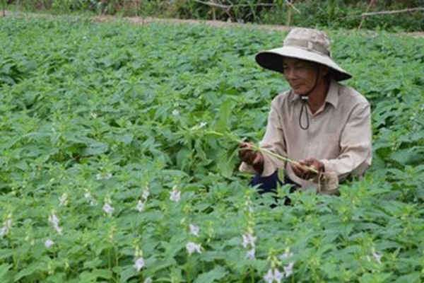 Trồng vừng thay lúa: Cơ hội tăng thu nhập cho bà con vùng hạn hán