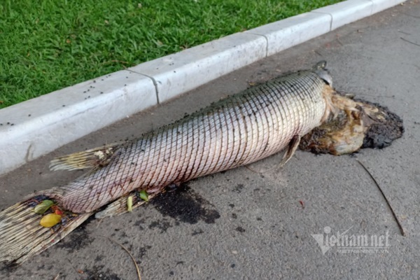 Cá chết trong công viên Thống Nhất là cá hoả tiễn