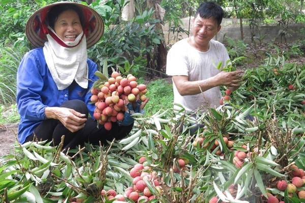 Hải Dương: Làm giàu nhờ trồng vải tiêu chuẩn quốc tế