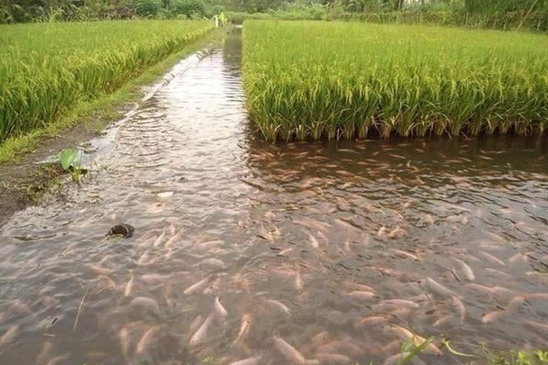 Nhà nông hưởng lợi từ mô hình sản xuất cá – lúa