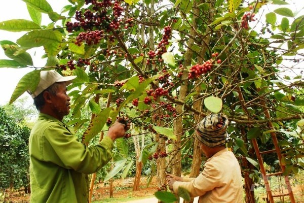 Đồng bào Vân Kiều cải thiện thu nhập nhờ cây cà phê