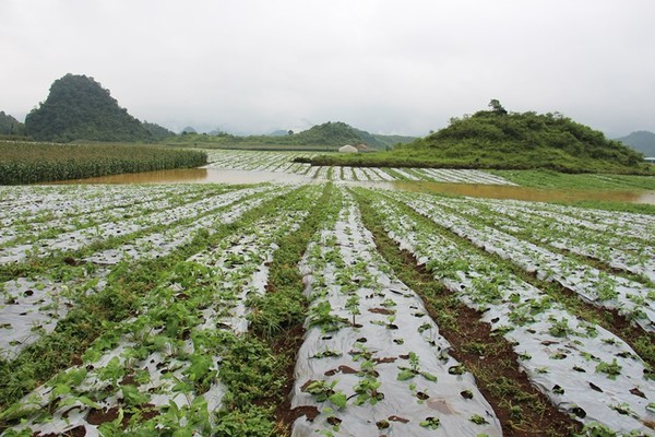 Vùng nguyên liệu sạch giúp bà con có thêm sinh kế, giảm nghèo bền vững