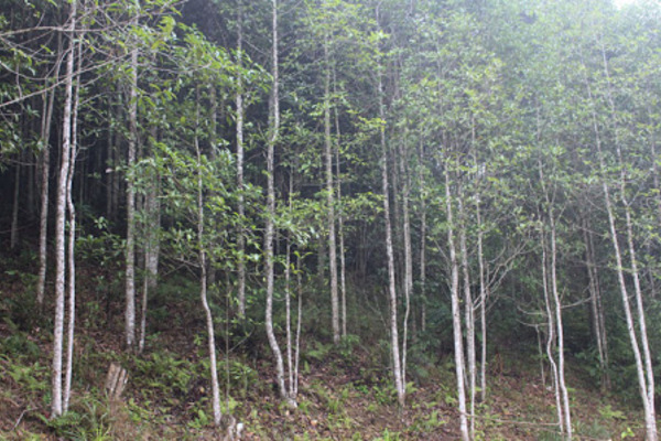 Xóa nghèo nhờ bảo vệ rừng, trồng rừng