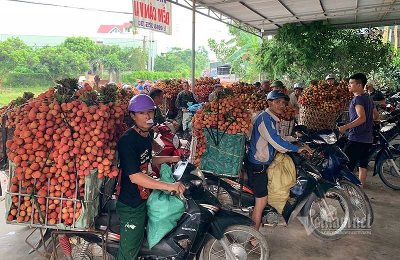 Truy kẻ loan tin vải thiều bị ép giá 2.000 đồng/kg