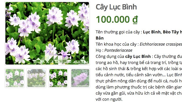 Ở quê bỏ đi lợn cũng không ăn, lên mạng bán 50 ngàn/cây