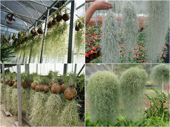 Cây khô như rơm, treo ngược vẫn sống có công dụng đặc biệt bán 'hốt bạc'