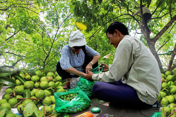 Thợ trèo sấu Hà thành thu nhập trăm triệu mỗi vụ