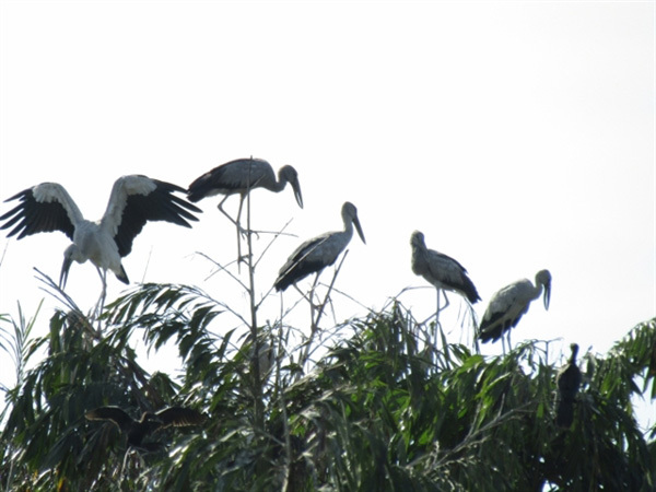 https://vnn-imgs-f.vgcloud.vn/2020/06/08/22/man-dedicates-his-life-to-protecting-wild-birds.jpg