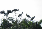 Man dedicates his life to protecting wild birds