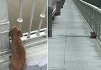 Chủ nhảy sông tự tử, chú chó trung thành đợi trên cầu suốt 4 ngày