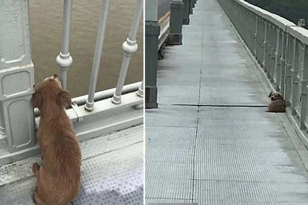 Chủ nhảy sông tự tử, chú chó trung thành đợi trên cầu suốt 4 ngày