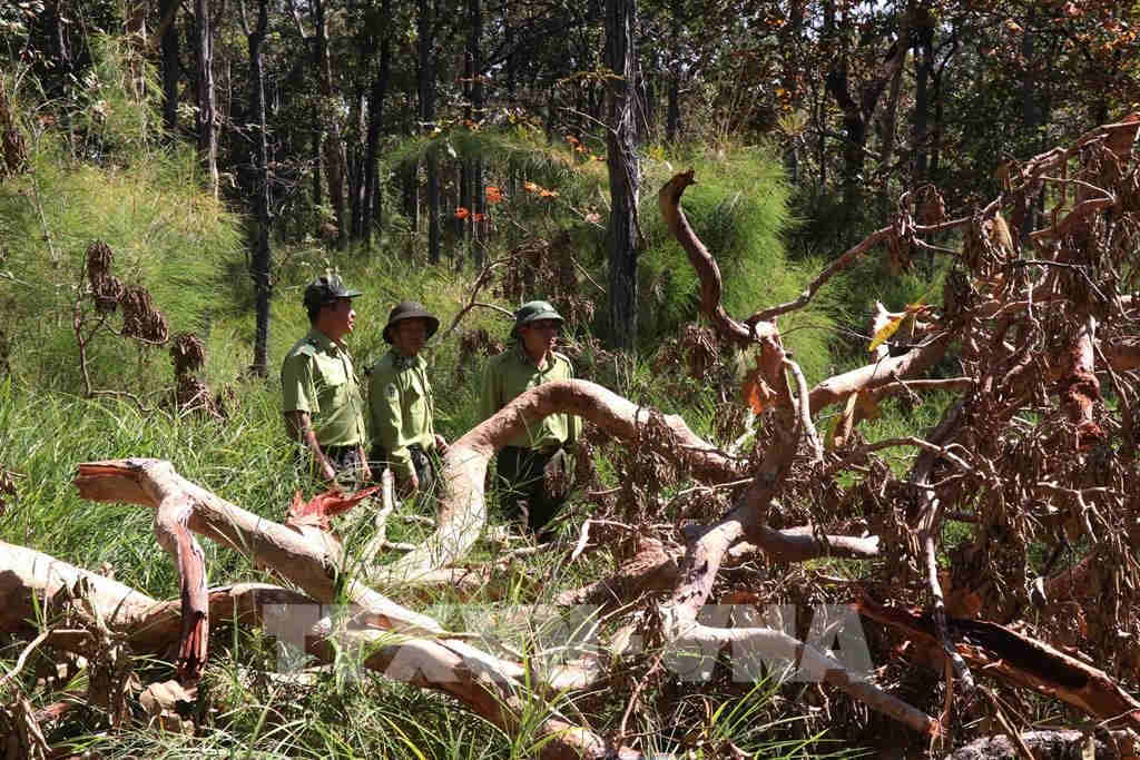 VN Central Highlands: easy to close forests, but difficult to bolt the door