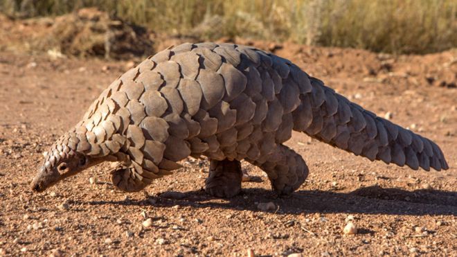 Hope for pangolins as protection boosted in China