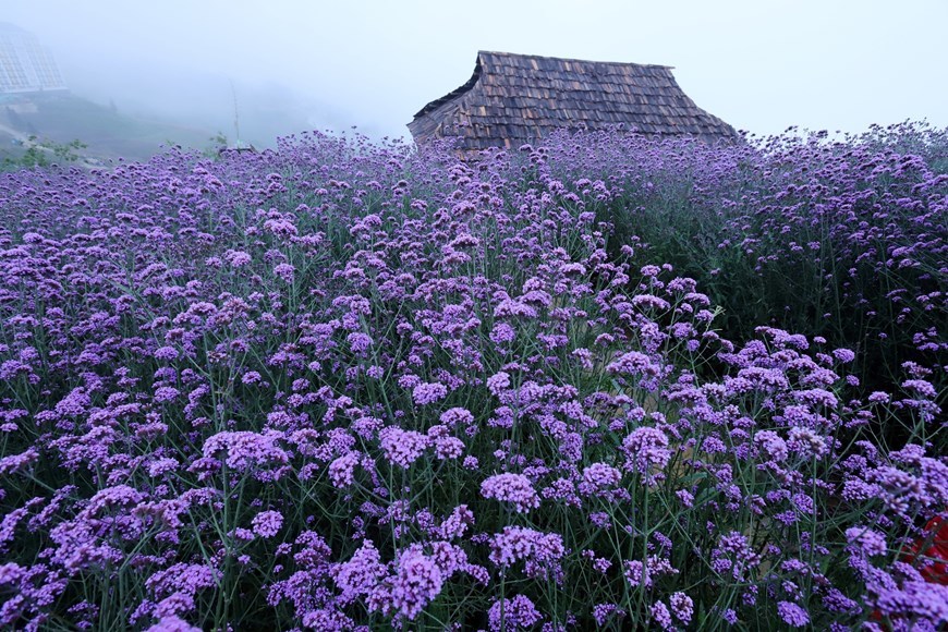 Fansipan mountain - The season of Verveine flowers