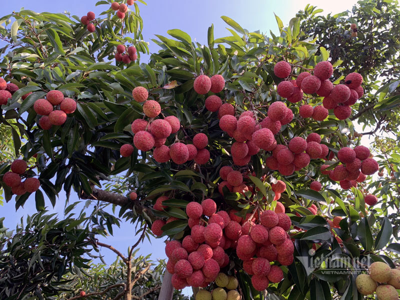 Ba mươi năm, lão nông Sán Dìu tạo quả vải thiều đắt nhất Việt Nam