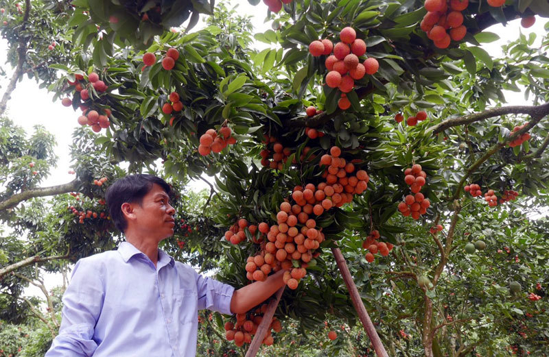 Ba mươi năm, lão nông Sán Dìu tạo quả vải thiều đắt nhất Việt Nam