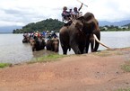 Conservationists call for elimination of elephant riding tours in Vietnam