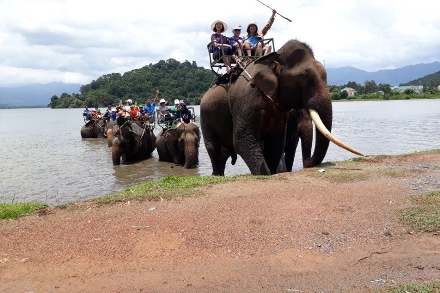 Conservationists call for elimination of elephant riding tours in Vietnam