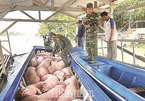 Pigs smuggling threatens food safety