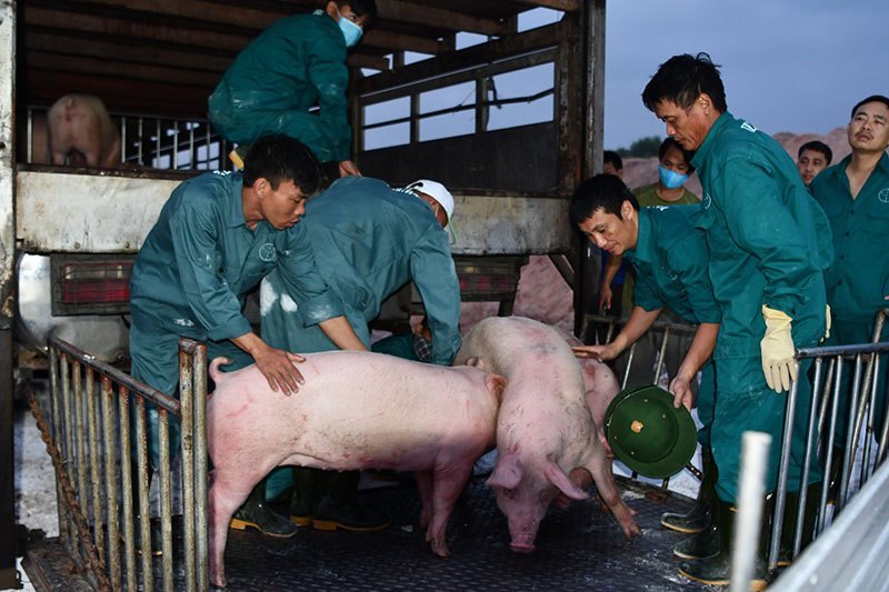 Thịt lợn Thái Lan quá rẻ, bắt đầu nhập về cho dân ăn