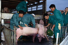 Vietnam stops importing pigs from Thailand