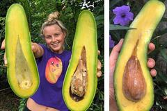 Quả bơ dài 1m là bơ gì mà khiến chị em mê mẩn, phải đặt hàng bằng được