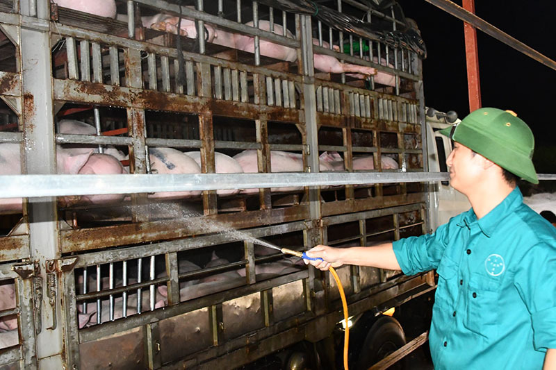 Pork prices plummet, breeders bemoan heavy losses