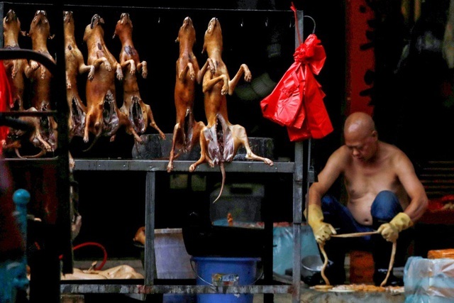 Lễ hội thịt chó lớn nhất Trung Quốc chuẩn bị 'vào mùa'
