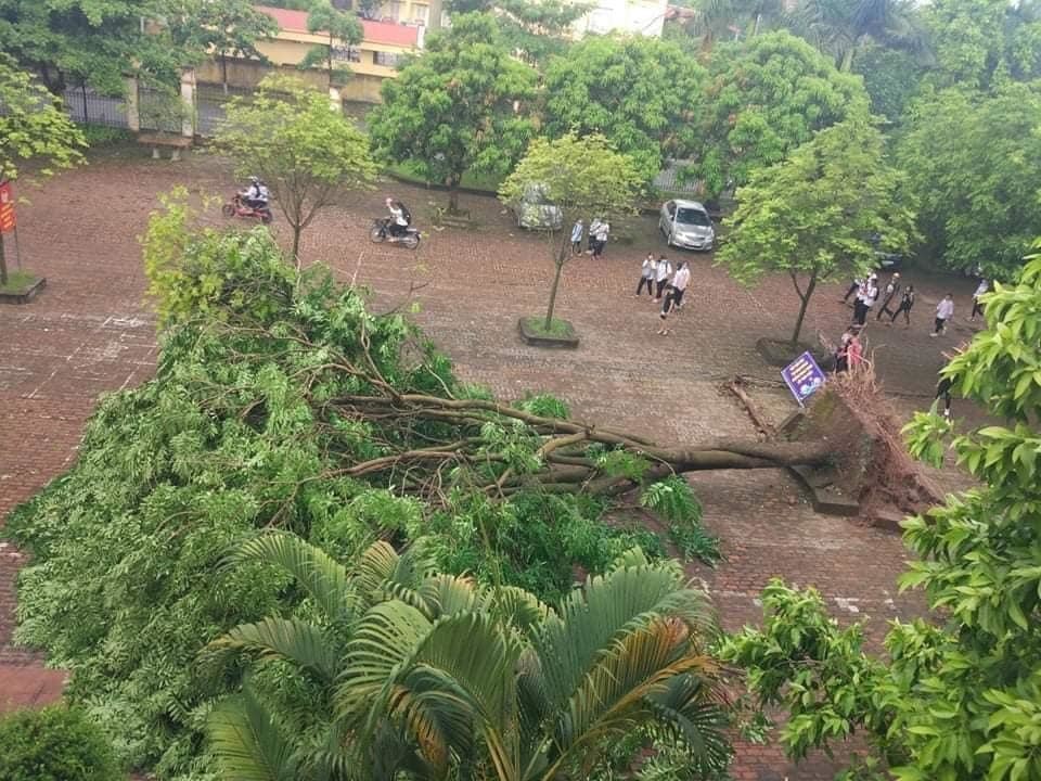Cây xanh đổ trong cơ sở giáo dục ở Hà Nội