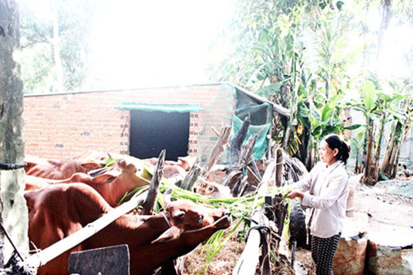 Khánh Hòa: Nhiều giải pháp chống tái nghèo