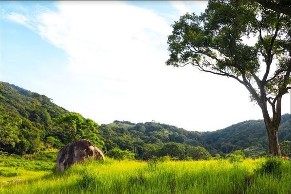 Tạo sinh kế bền vững từ vật liệu cỏ tranh