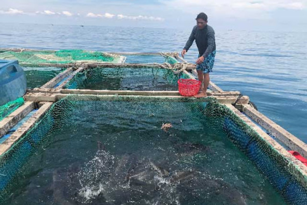 Xã đảo An Vĩnh: Bà con thu nhập ổn nhờ nuôi cá lồng bè trên biển