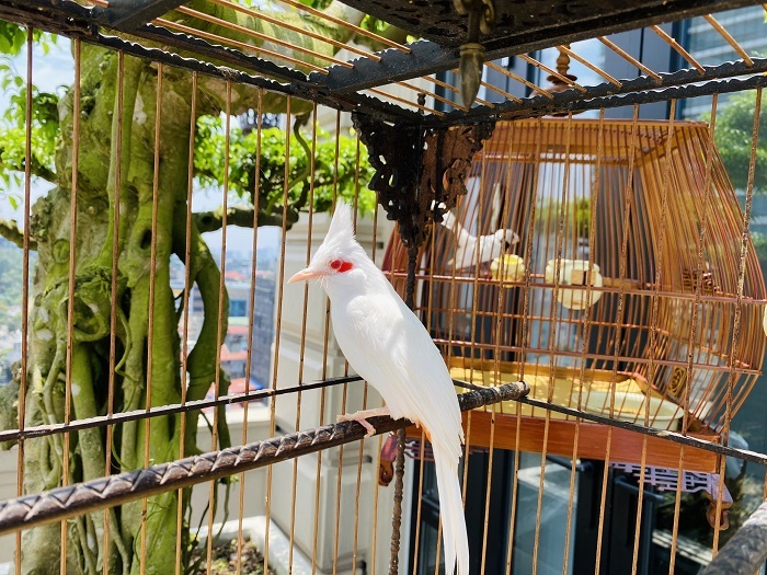 Chim Chào Mào Mới 2022 - Thức ăn Chim Cảnh Hiển Bảo Khánh